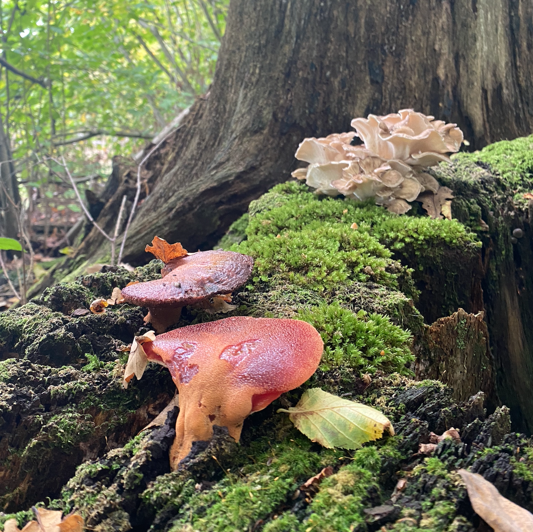 a beef steak mushroom with some hen of the woods mushrooms in the background all on a tree stump in the woods