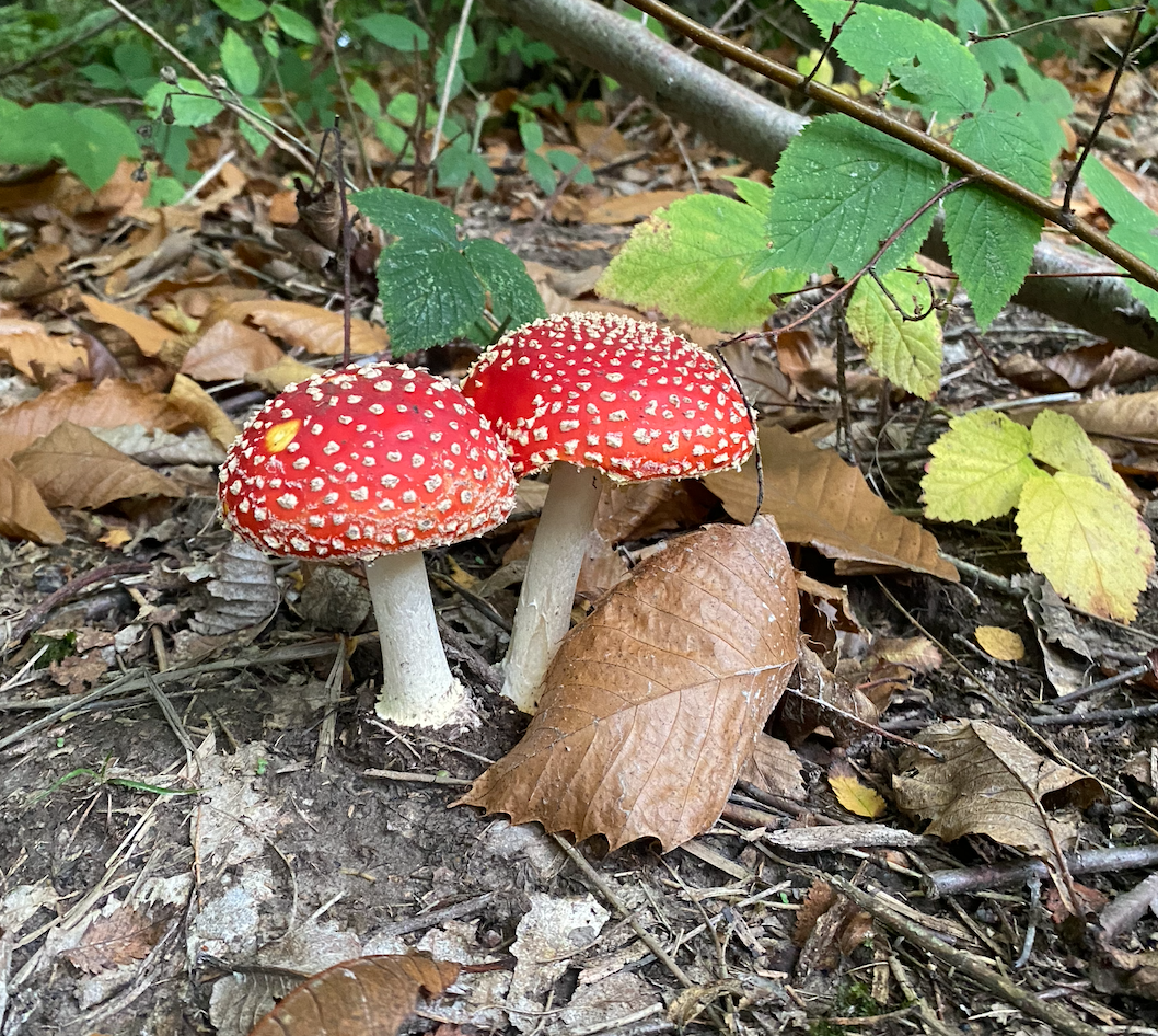 two small fly agaric red mushrooms with white spots in the woods