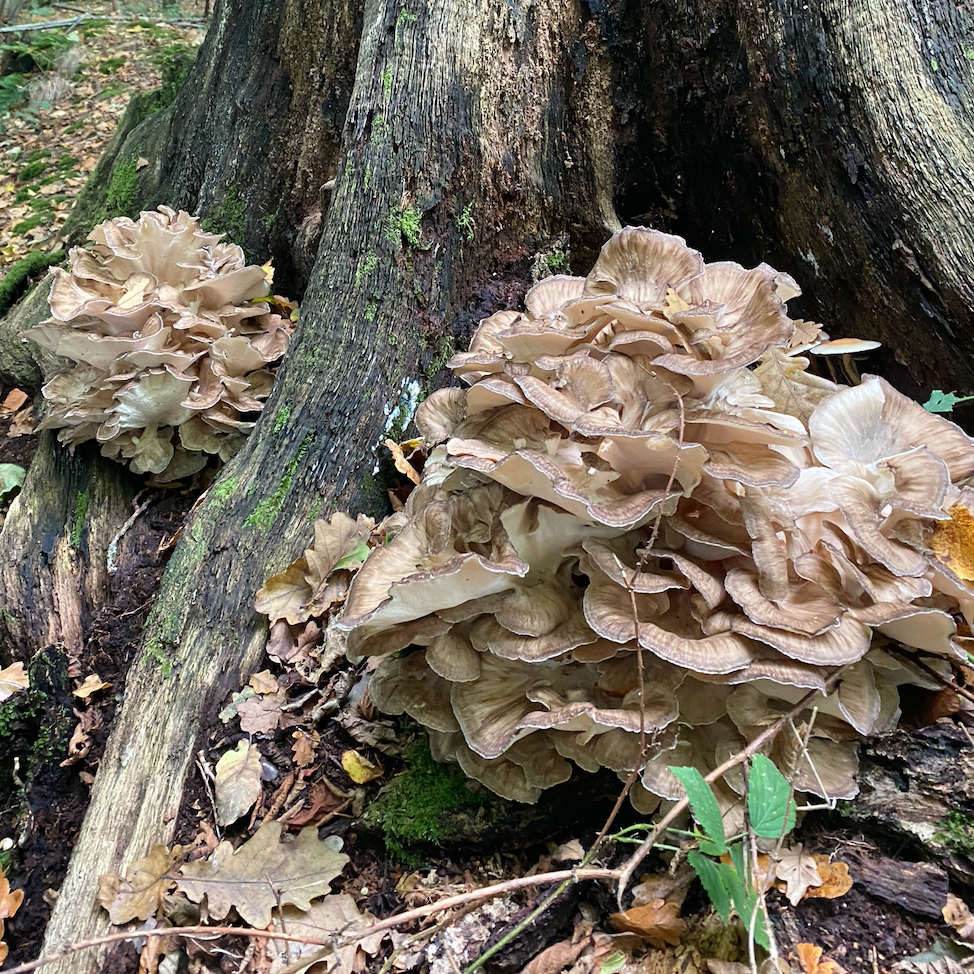 hen of the woods mushrooms on a tree stump in the woods