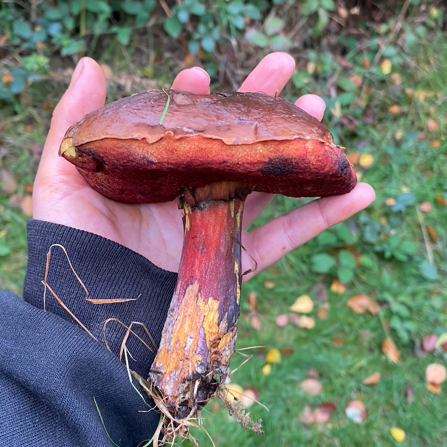 red bolete mushroom